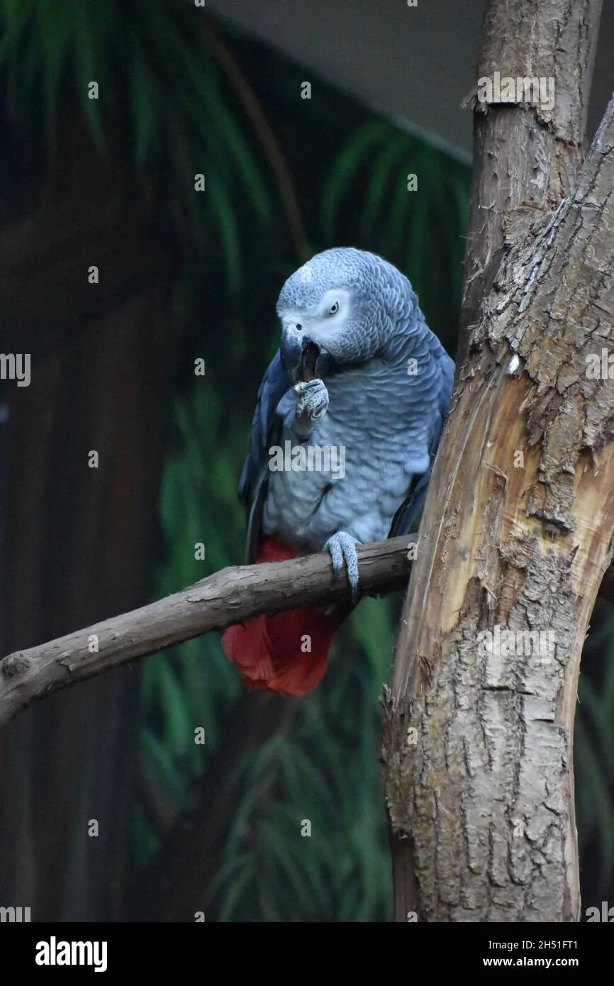 African grey parrot