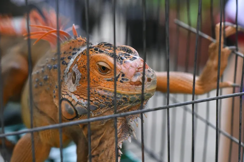 Britain's £2 Billion Blind Spot: Why Exotic Pet Owners Are Gambling with Financial Catastrophe